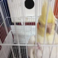 عروس هلندی نر. و ماده جفت مولد چشم شراب