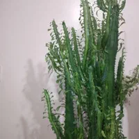 گل کاکتوس|گل و گیاه طبیعی|شهرکرد, |دیوار