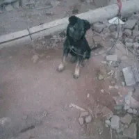 سگ ۵ماه|سگ|کرمان, |دیوار