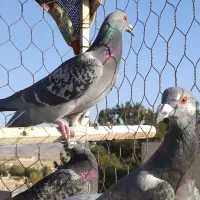 کفتر صید شب