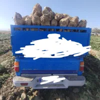 چغندر قند جوین تحویل دامداری
