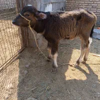 فروش گاومیش ماده|حیوانات مزرعه|کرخه, |دیوار