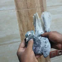 ماده سرور دم سفید|پرنده|بهبهان, |دیوار