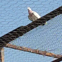 فروش کبوتر پرشی