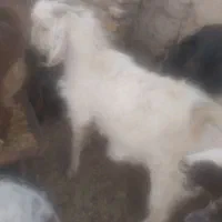 با سلام دو عدد گوسفند نر و چاق|حیوانات مزرعه|گلباف, |دیوار