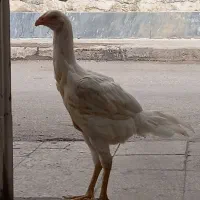 مرغ لاری افغان