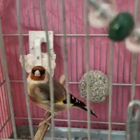 سهره رام رام مست