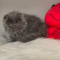 گربه ی پرشین بلو سوپر فلت دختر ۲/۵ ماهه|گربه|تبریز, |دیوار