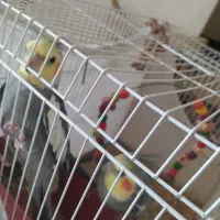 عروس هلندی نر