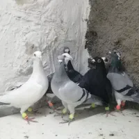 کبوترآلمانی وکرمونی