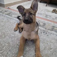 واگذاری به خانواده