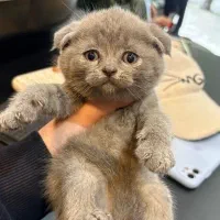 گربه اسکاتیش دو ماهه