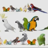 پرنده شما رو به واگذاری قبول میکنیم