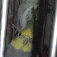 عروس هلندی سخنگو