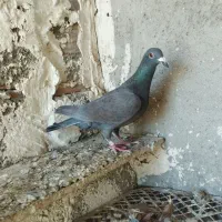 دوبر|پرنده|اردبیل, |دیوار