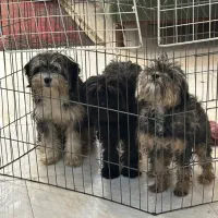 واگذاری شیتزو عروسکی