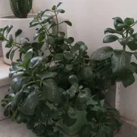 گل قاشقی و کاکتوس