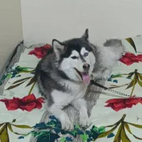 سگ هاسکی|سگ|دزفول, |دیوار