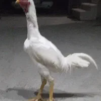 خروس و جوجه لاری افغان ابرش|حیوانات مزرعه|بندر ترکمن, |دیوار