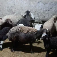 گوسفند وبره جوان داشتی|حیوانات مزرعه|کرمانشاه, |دیوار