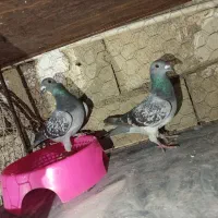 دورگ|پرنده|پلدختر, |دیوار