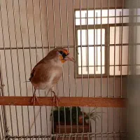 سهره نر جوجه سال|پرنده|خمینی‌شهر, |دیوار