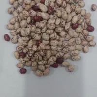 لوبیا چیتی رقم کوشا