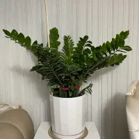 زاموفیلیا سالم و پُرپشت با گلدون بزرگ و شیک