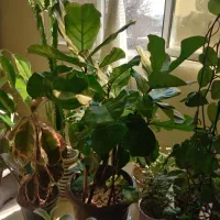 فیکوس لیراتا