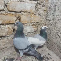 نر و ماده سوز و پلنگ سوز و ماده پلنگ سیاه|پرنده|کازرون, |دیوار