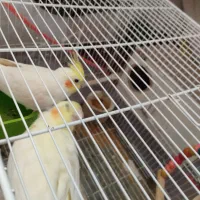 عروس هلندی جفت لوتینو با قفس و لوازم|پرنده|مشهد, چهنو|دیوار