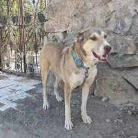 سگ ماده سرابی|سگ|قم, شاه ابراهیم|دیوار