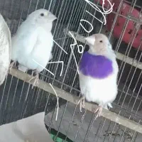 فنچ گلدین قم کریمی توضیحاات