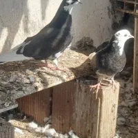 کبوتر شازده|پرنده|گرگان, |دیوار