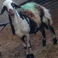 بره قوچ پلنگی پوست گاوی