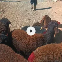 بره ماده میش قوچ