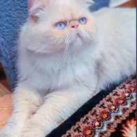 پرشین|گربه|بندر انزلی, پردیس|دیوار