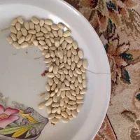 دو تن لوبیا سفید بذری