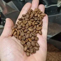 پخش عمده قهوه سنترو