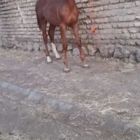 کره اسب نریان