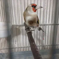 سهره دورگ داغسر رنگ کرم|پرنده|تهران, مشیریه|دیوار