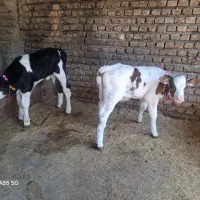 دو راس گوساله نر شیرخوار از گاو تلیسه