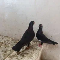 کبوتر معاوضه با مرغ
