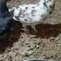 کفتر|پرنده|قیدار, |دیوار