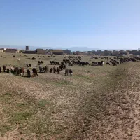 گوسفند برای قربانی چکی