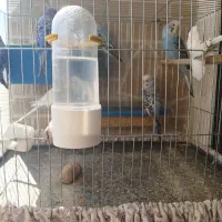 مرغ عشق انگلیسی ، فنچ کینگ|پرنده|فولادشهر, مسکن مهر فولادشهر|دیوار