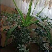 گل طبیعی درسایز بزرگ و کوچک|گل و گیاه طبیعی|شاهرود, |دیوار