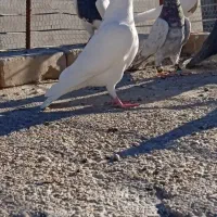 دوتا هفرنگ|پرنده|اسفراین, |دیوار