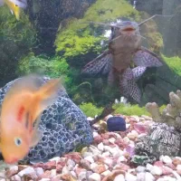 ماهی آکواریوم|ماهی|خرمشهر, |دیوار