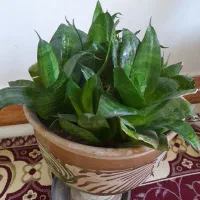 چند تا گل در خانه به فروش میرسد|گل و گیاه طبیعی|اسکو, |دیوار